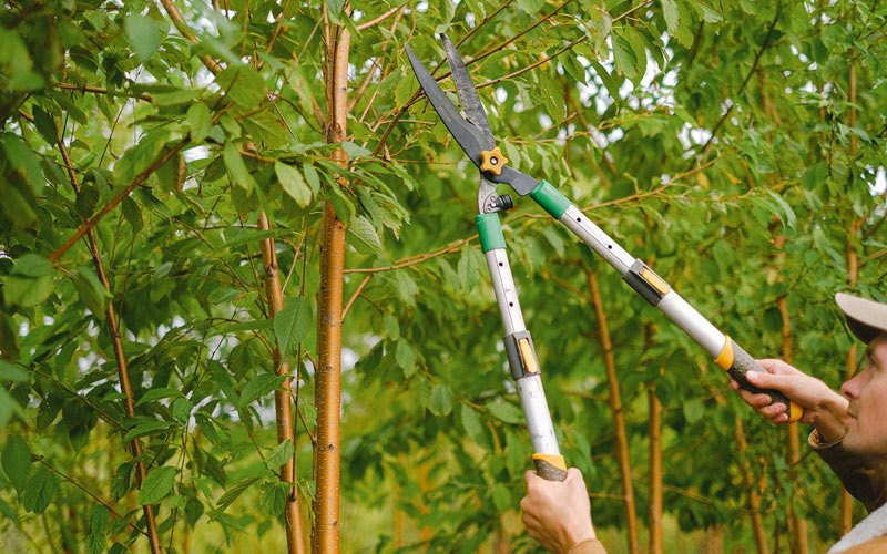 Tree trimming in Mellenville, NY